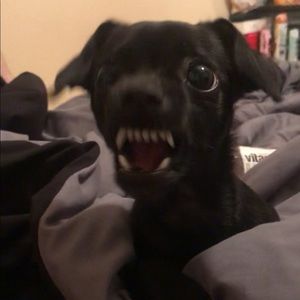 Meet your Posher, Crystal